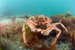 Spiny spider crab, North Wales. 10.5mm fill in flash. by Derek Haslam 